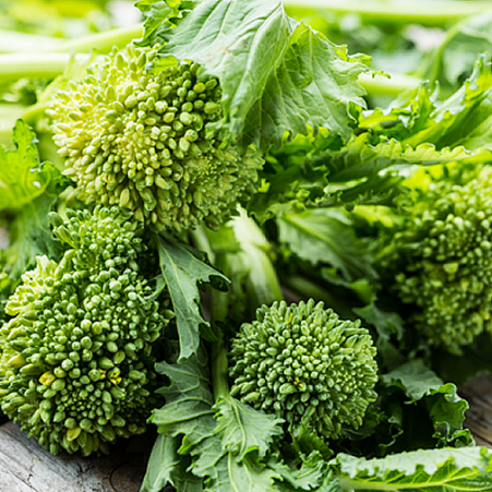 Rapini 'Broccoli Rabe Riccia di San Marzano Quarantina' (40 days)