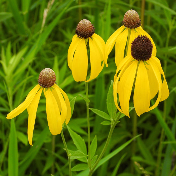 Gray-headed Coneflower