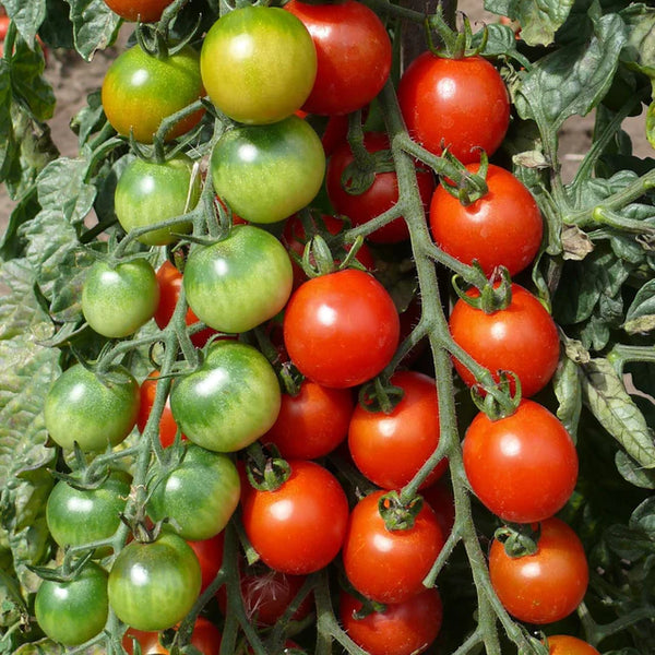 Cherry Tomato 'Red Bamby F1'