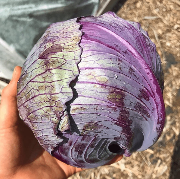 Organic early cabbage 'Red Express'