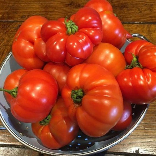 Tomato 'Red Marmande' Organic