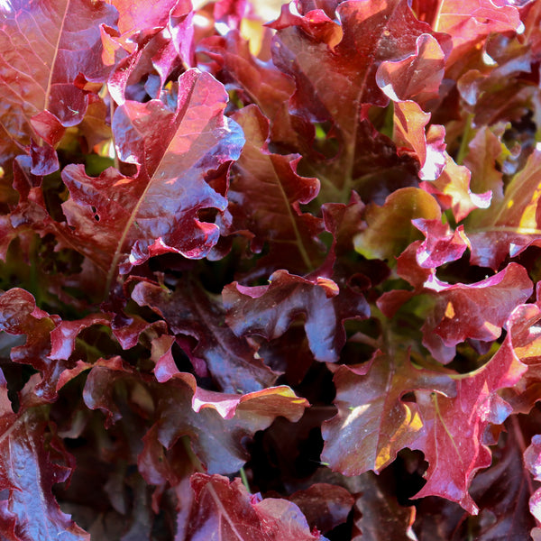 Red Oak Leaf Lettuce