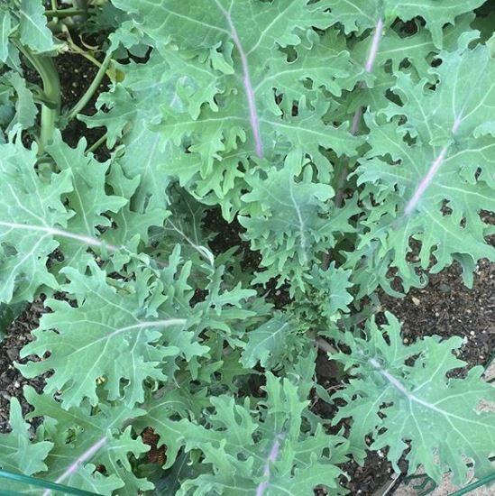 Kale 'Red Russian'