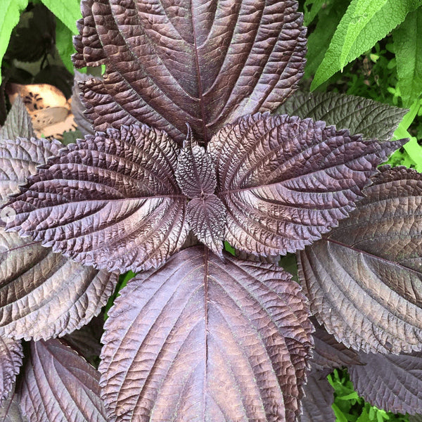 Red shiso organic