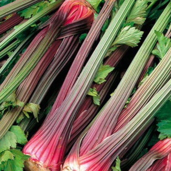  Celery 'Red Stalk' Organic 