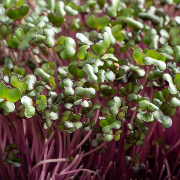 Red cabbage sprout