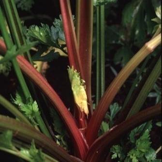  Celery 'Redventure' organic