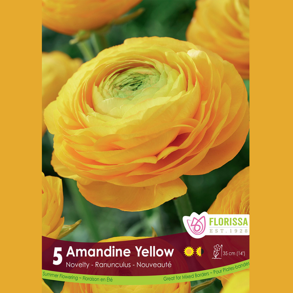 Ranunculus 'Amandine Jaune' (5 bulbs)