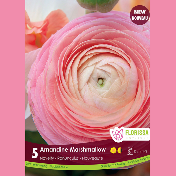 Ranunculus 'Amandine Marshmallow' (5 bulbs)