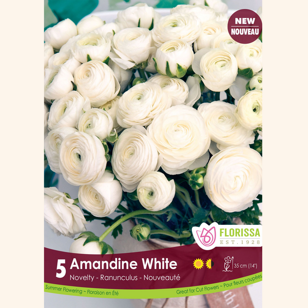 Ranunculus 'Amandine White' (5 bulbs)