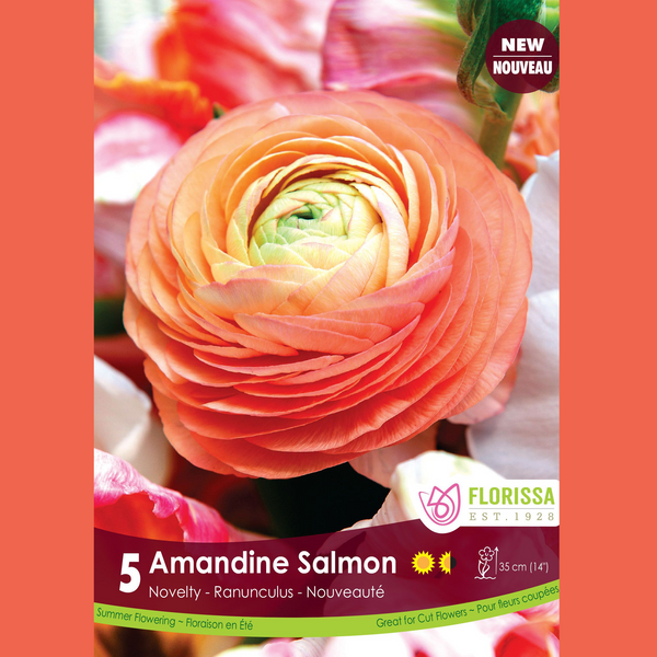 Ranunculus 'Amandine Saumon' (5 bulbs)