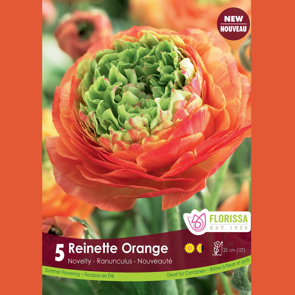 Renoncule 'Reinette Orange' (5 bulbes)