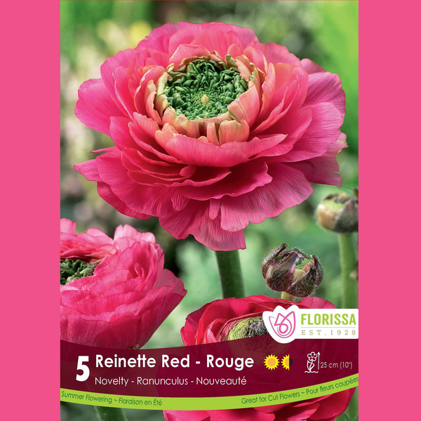 Ranunculus 'Red Reinette' (5 bulbs)