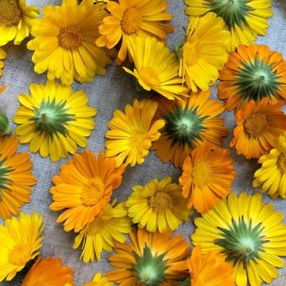 Organic Calendula 'Resina'