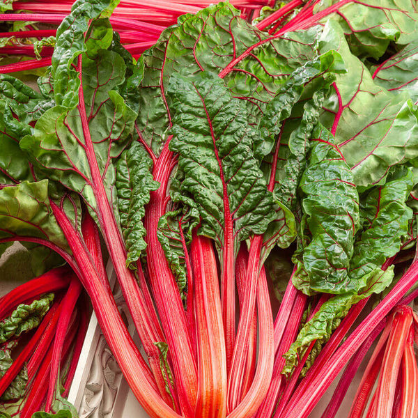 Rhubarb Swiss Chard 