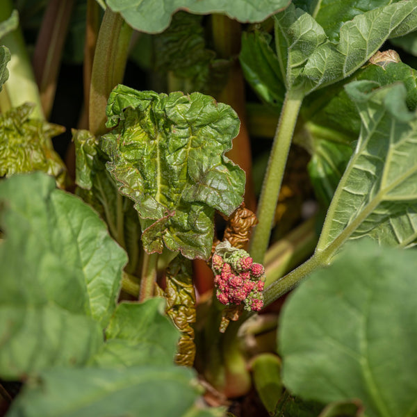 Rhubarb Giant Victoria 