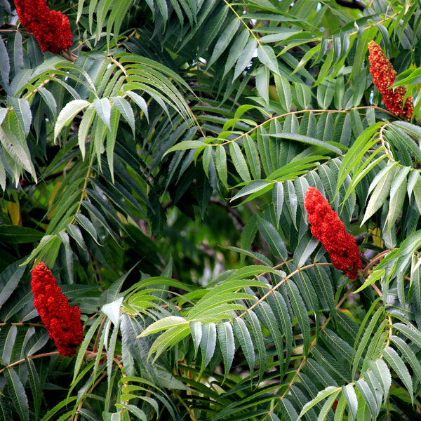 Staghorn Sumac