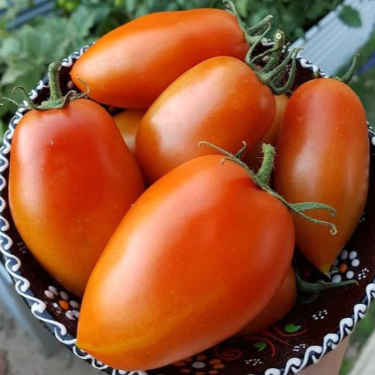 Tomate 'Roma' bio