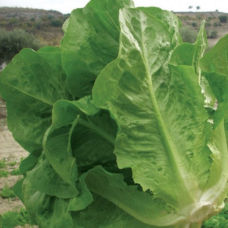 Romaine lettuce 'Lentissima Montare'