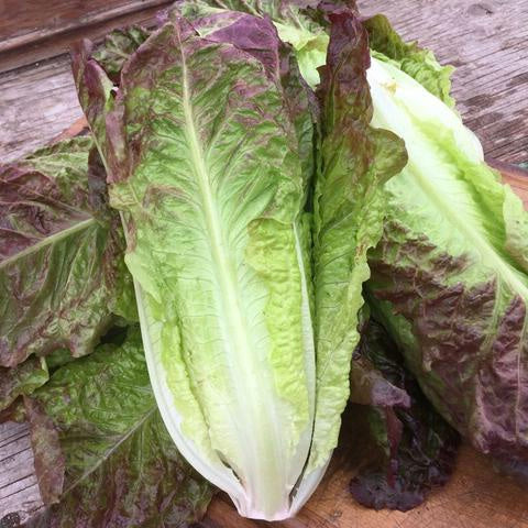 Laitue romaine rouge 'Costa Rosata'