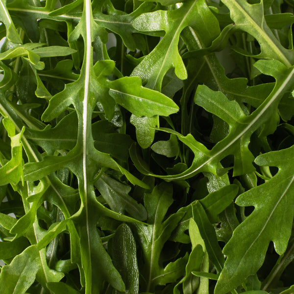 Arugula 