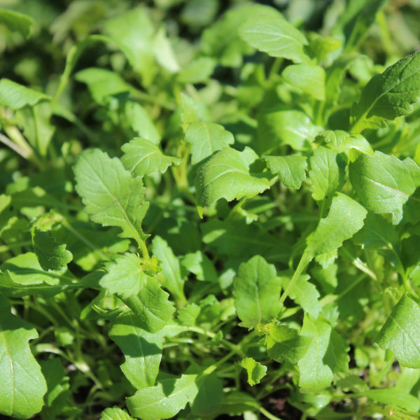 Arugula Wasabi