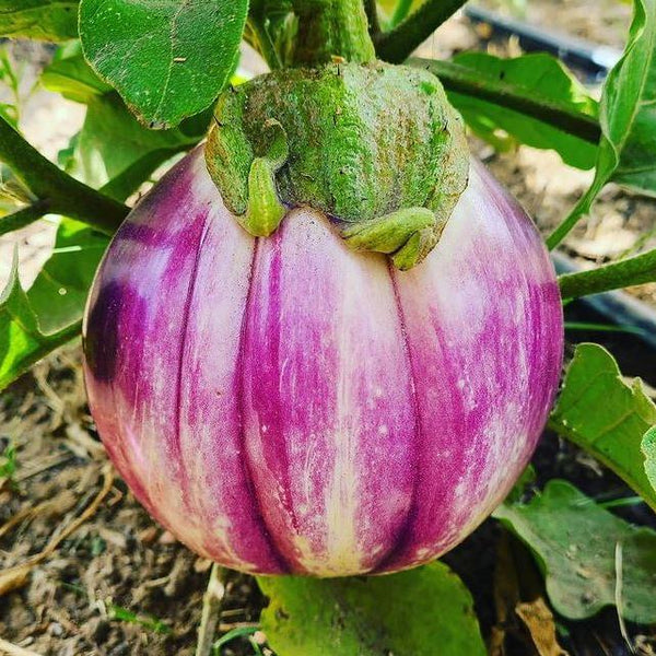 Organic eggplant 'Rosa Bianca'