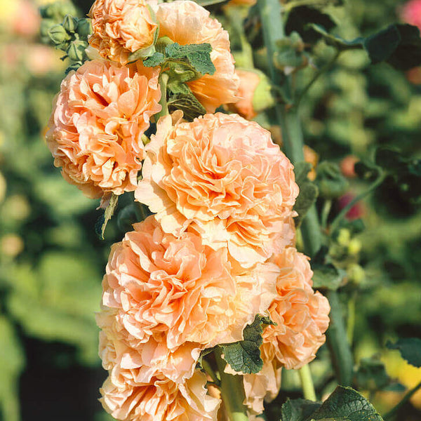 Rose trémière 'Double Apricot'