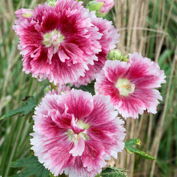 Hollyhock 'Fiesta Time'