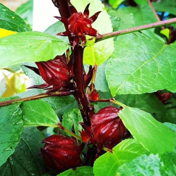 Roselle Organic 