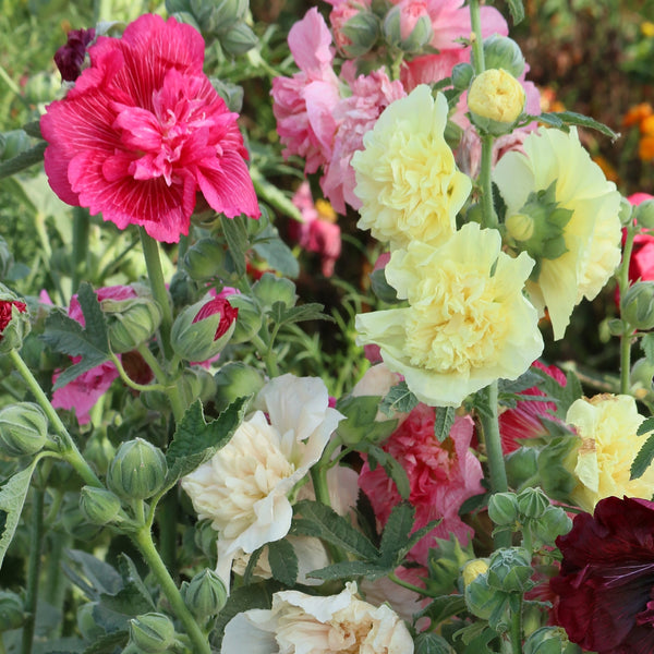 Rose trémière 'Chater's Double Mixed'