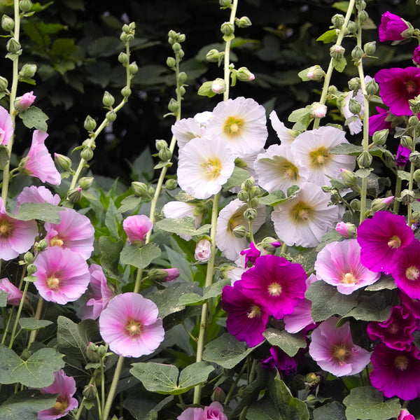 Hollyhock 'Halo Mixed