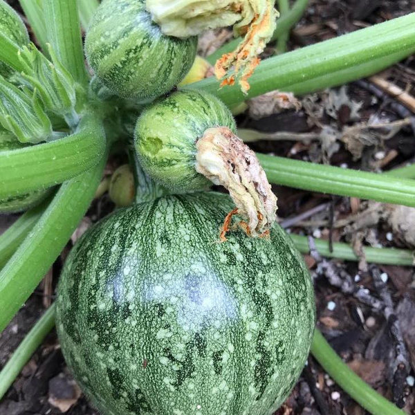 zucchini green round organic