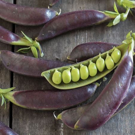 Snap peas 'Royal Snap II' organic