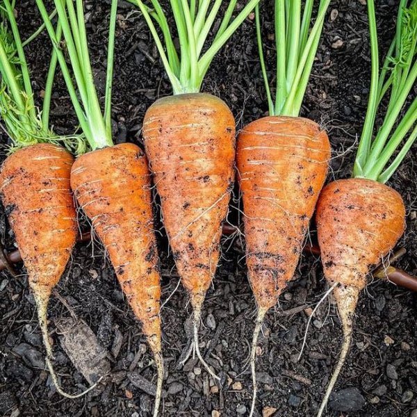 Organic 'Royal Chantenay' carrot