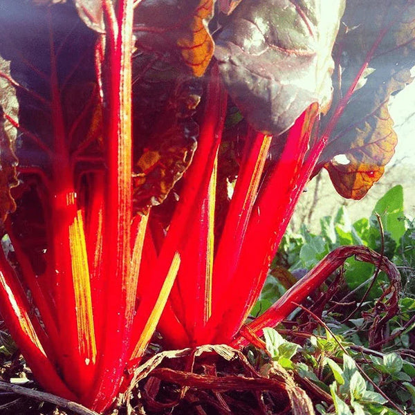 Swiss Chard 'Ruby Red' Organic 