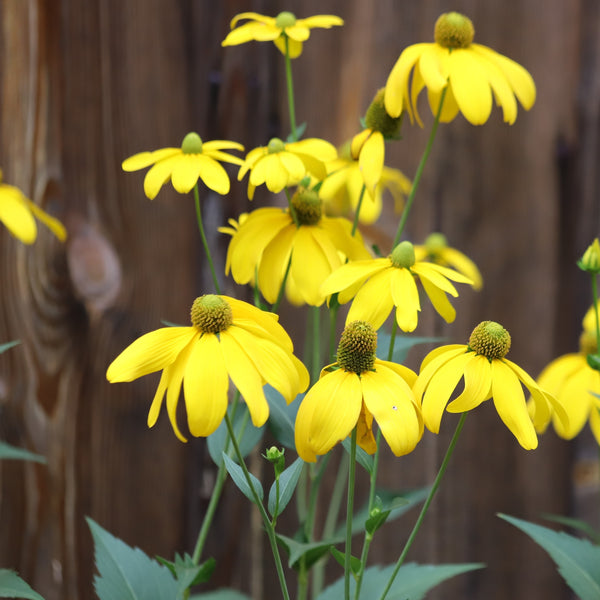 Cutleaf Coneflower