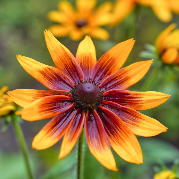 Rudbeckia Autumn Colors