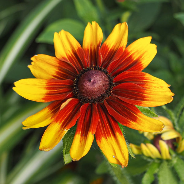 Rudbeckia Cappuccino