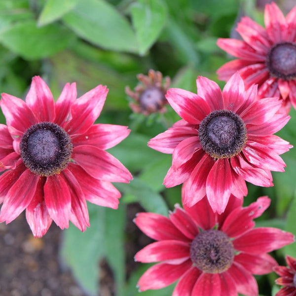 Rudbeckia Cherry Brandy™