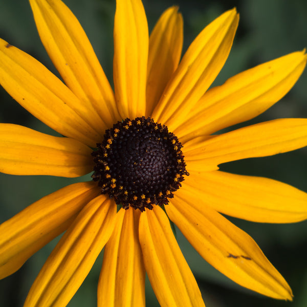 Rudbeckie Goldstrum