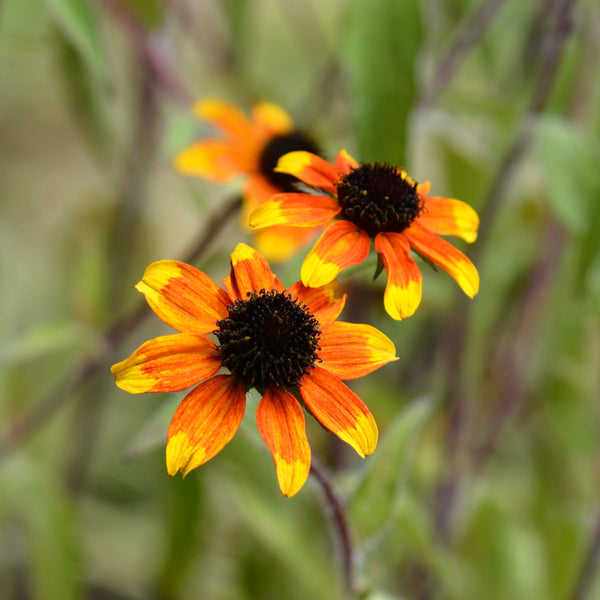 Rudbeckia Prairie Glow