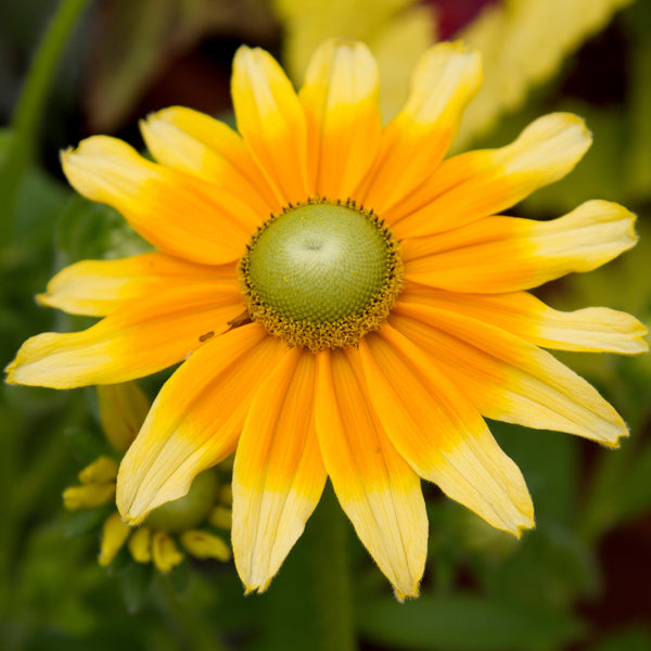 Rudbeckia Prairie Sun