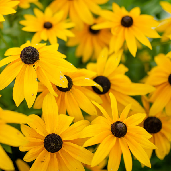 Rudbeckie Tardive