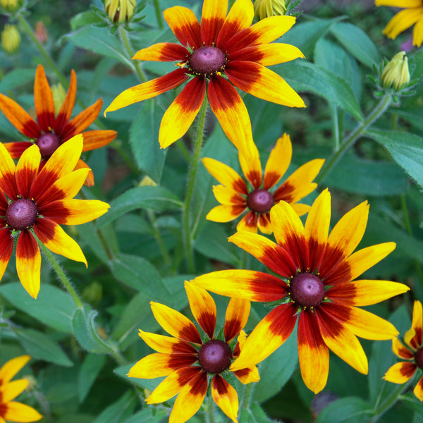 Rudbeckie 'Autumn Forest'