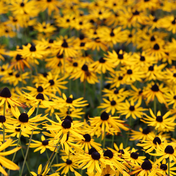 Rudbeckie 'Black-Eyed Susan' (Rudbeckia Hirta)