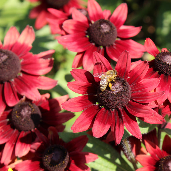 Rudbeckie 'Cherry Brandy'