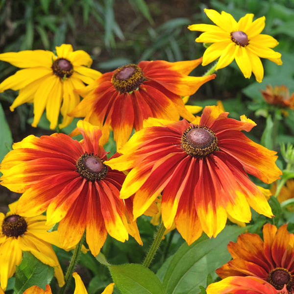 Rudbeckia 'Chocolate-Orange'