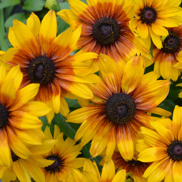 Rudbeckia 'Gloriosa Daisy'