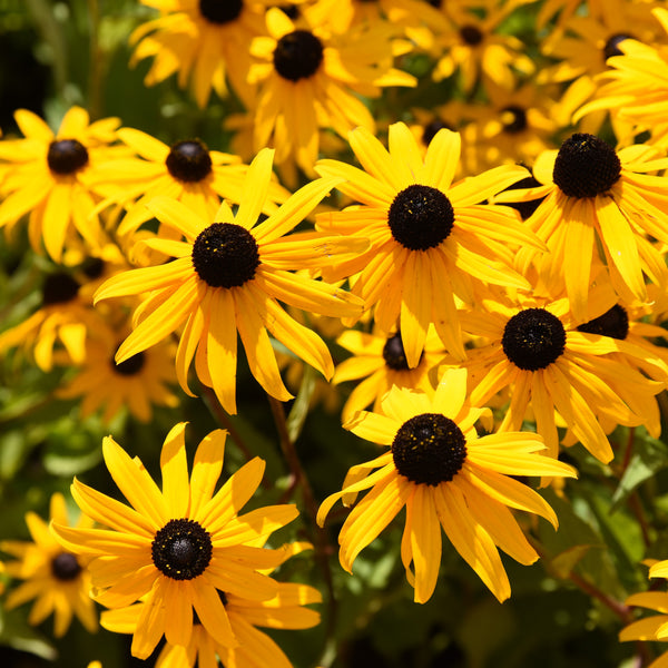 Rudbeckie 'Goldsturm'